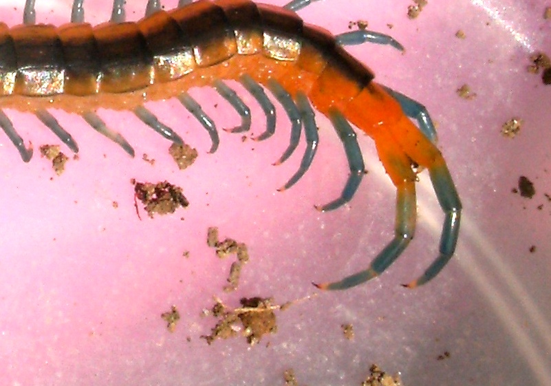Scolopendra arancione di Cagliari (Scolopendra oraniensis)